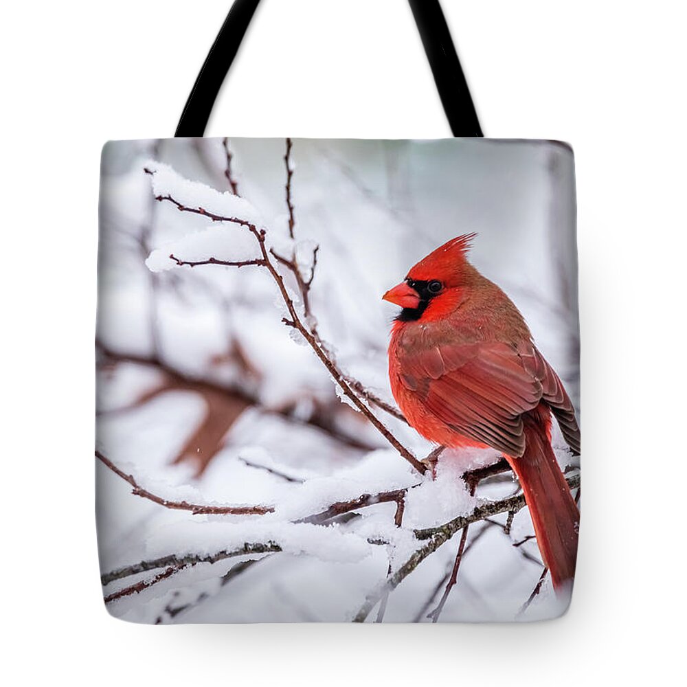 Cardinalis Cardinalis Tote Bag featuring the photograph Virginia Cardinal on a Snowy Day by Rachel Morrison
