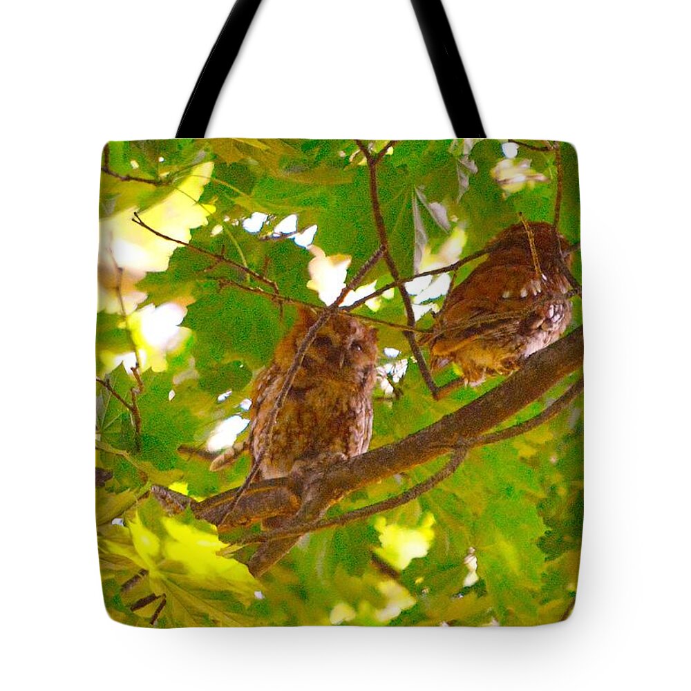 Eastern Screech Owls Tote Bag featuring the photograph Visitors in my Backyard by Stacie Siemsen