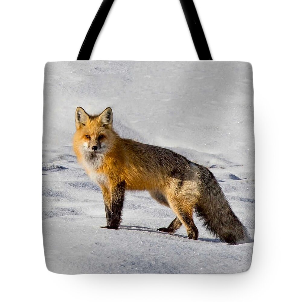 Fox Tote Bag featuring the photograph Vixen by Carolyn Mickulas