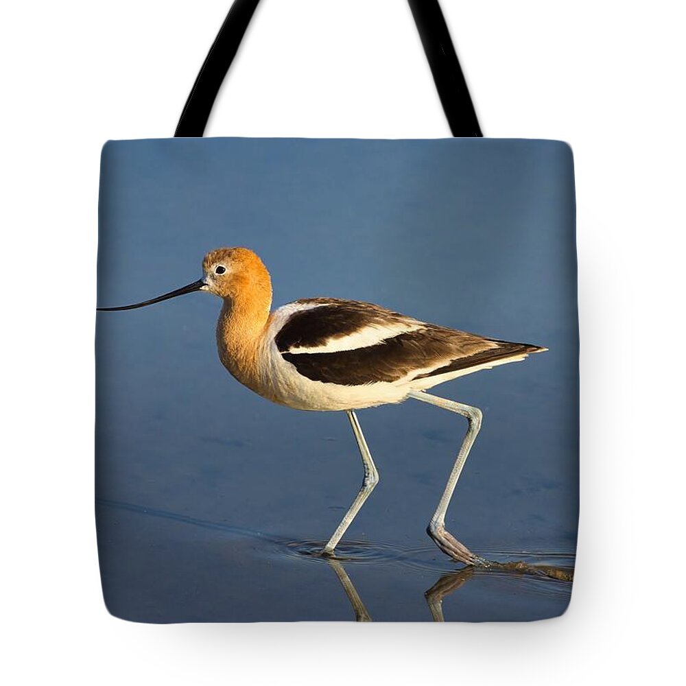 Wading Avocet Tote Bag featuring the photograph Wading Avocet by Lynn Hopwood