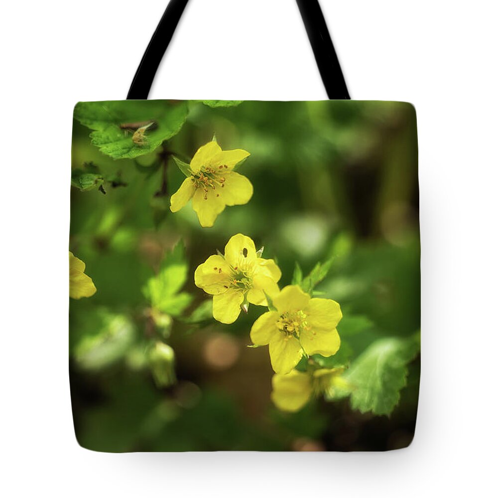 Waldsteinia Tote Bag featuring the photograph Waldsteinia Geoides Willd Barren Strawberry Flowers by Artur Bogacki