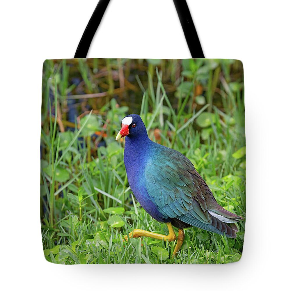 Bird Tote Bag featuring the photograph Walking Rainbow by Gina Fitzhugh