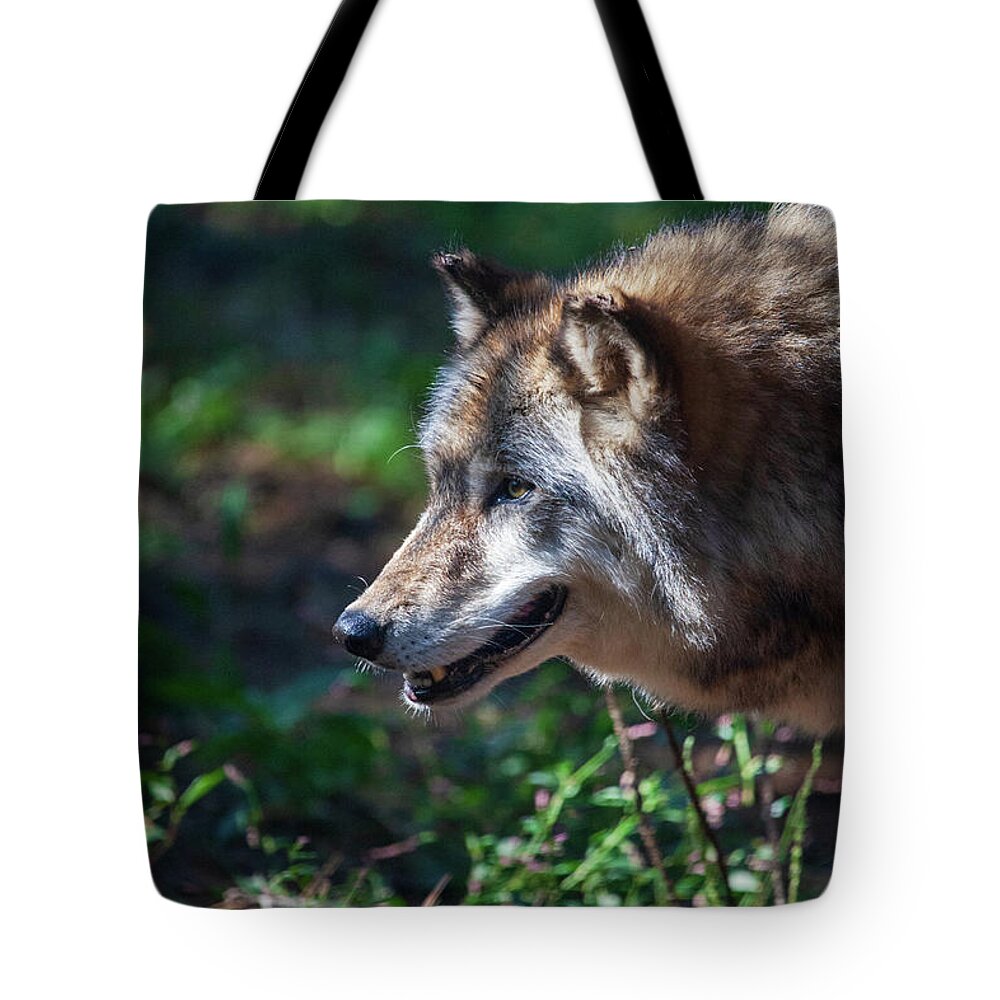 Wolf Tote Bag featuring the photograph Wandering Wolf by Karol Livote