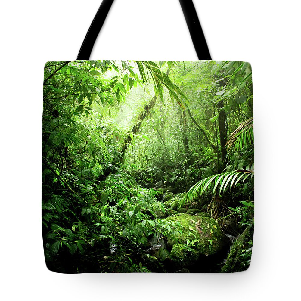 Rainforest Tote Bag featuring the photograph Warm Glow Rainforest Creek by Nicklas Gustafsson