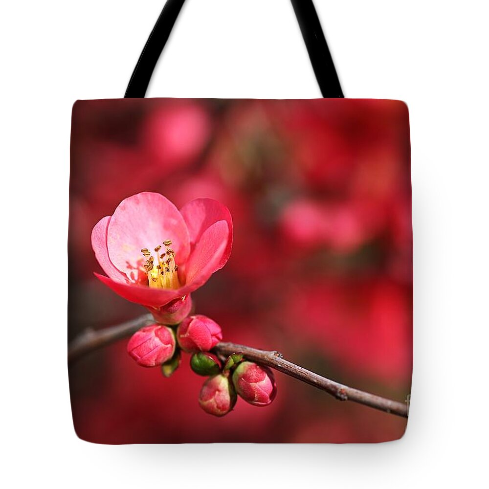 Flowering Quince Tote Bag featuring the photograph Warmth Of Flowering Quince by Joy Watson