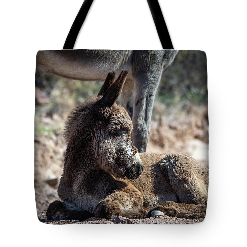 Wild Burros Tote Bag featuring the photograph Watchful Baby Burro by Mary Hone