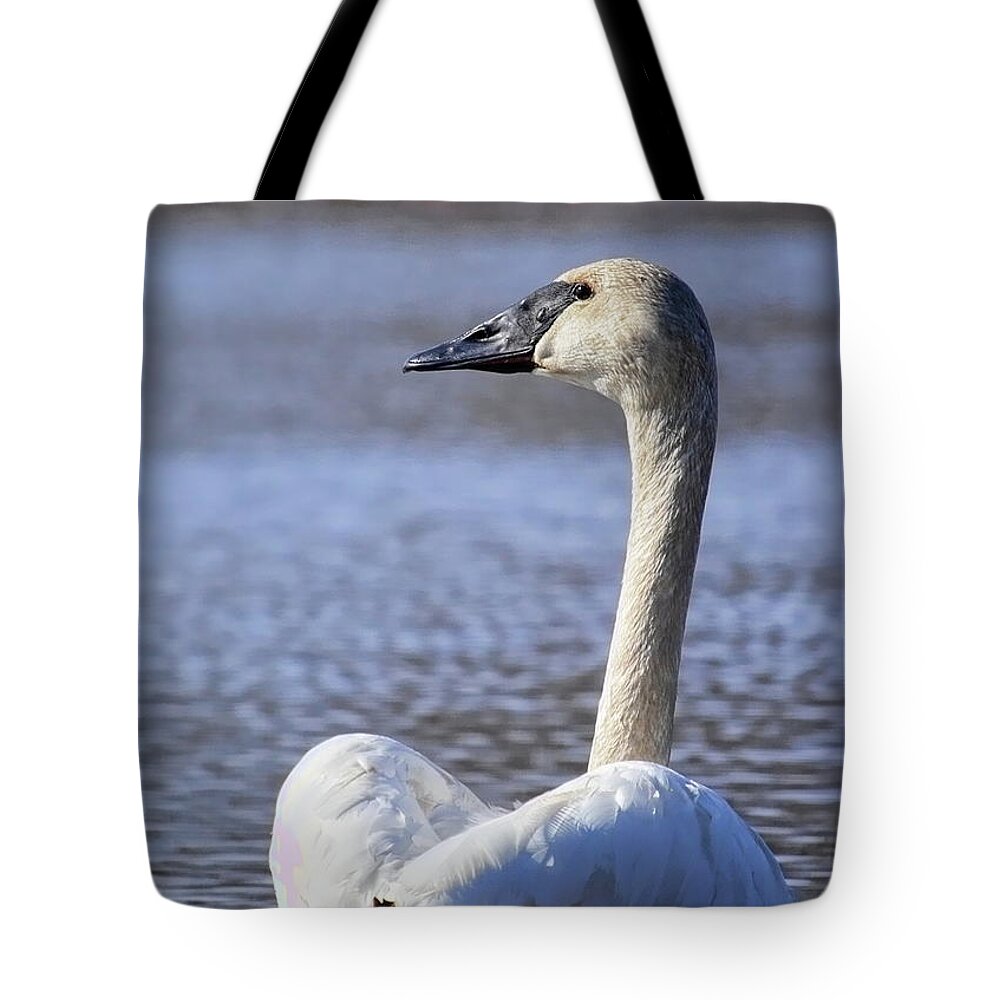 Waterfowl Tote Bag featuring the photograph Watchful Trumpeter Swan by Dale Kauzlaric