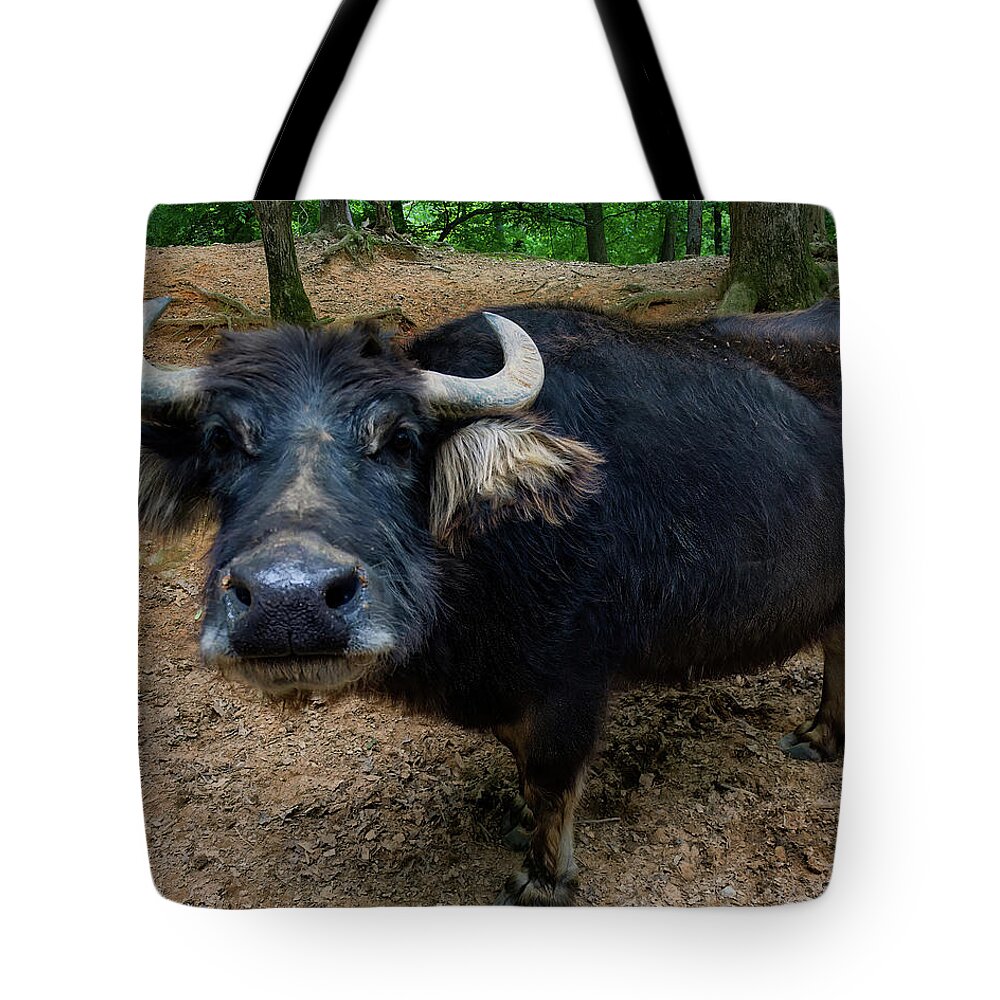 Water Buffalo Tote Bag featuring the photograph Water Buffalo On Dry Land by Flees Photos