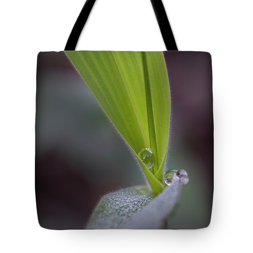 Water Tote Bag featuring the photograph Water Drop On Grass by Karen Rispin