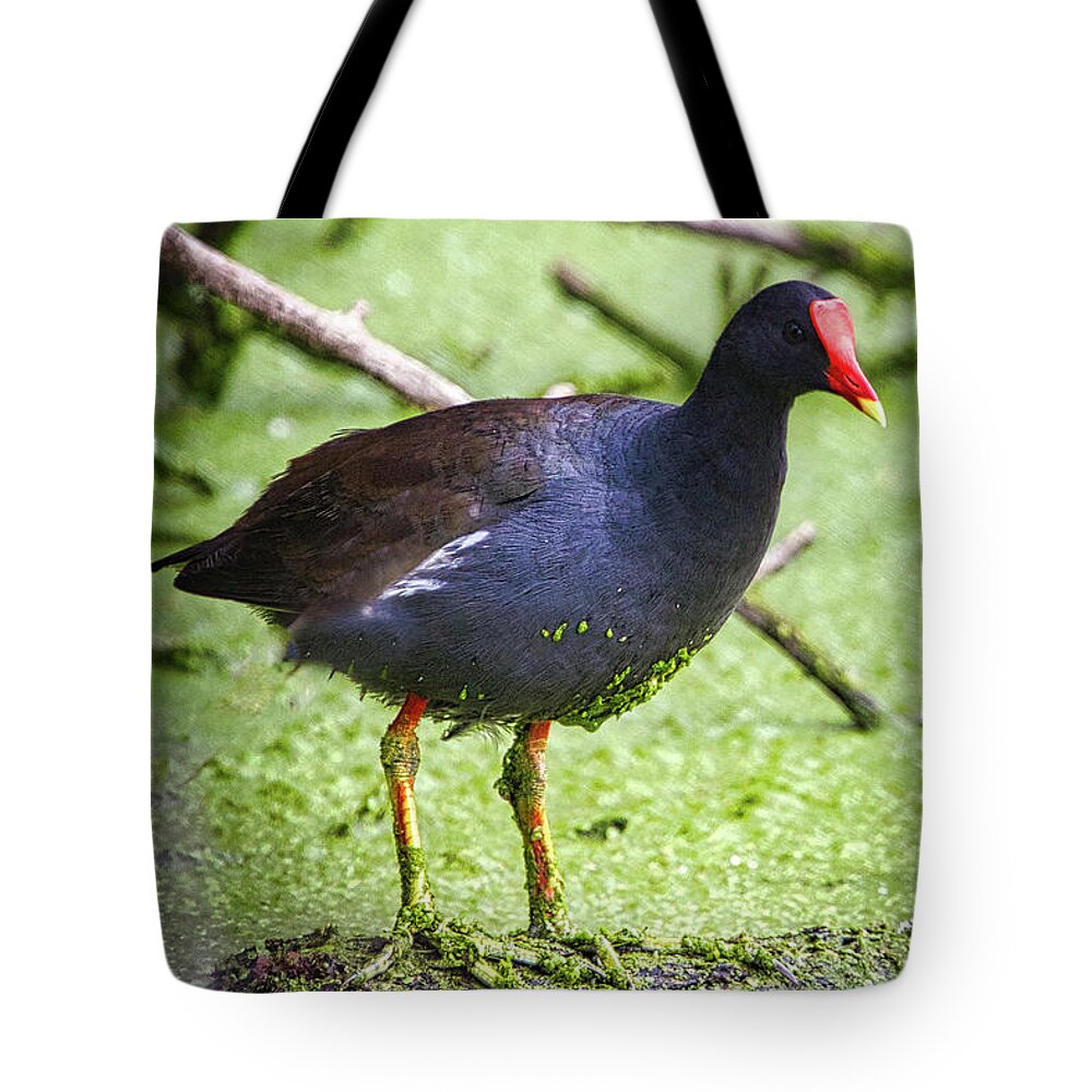 Bird Tote Bag featuring the photograph Water Foul by Rene Vasquez