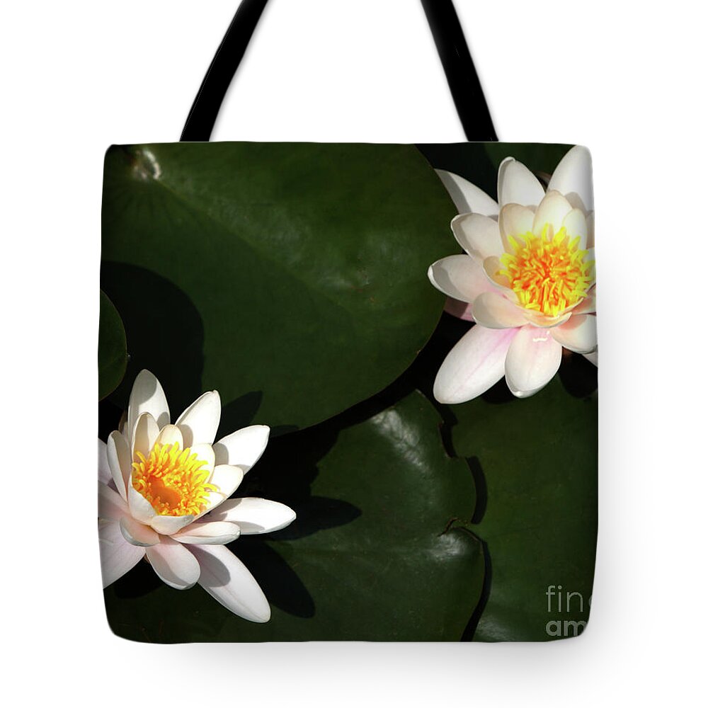 Water Tote Bag featuring the photograph Water Lilly's by Stephen Melia