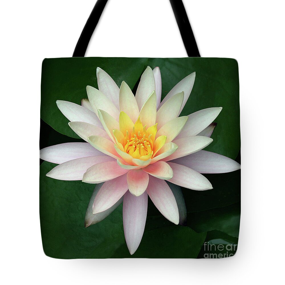 Water Lily; Water Lilies; Lily; Lilies; Flowers; Flower; Floral; Flora; White; White Water Lily; White Flowers; Green; Pink; Digital Art; Photography; Painting; Simple; Decorative; Décor; Macro; Close-up Tote Bag featuring the photograph Water Lily #2 by Tina Uihlein
