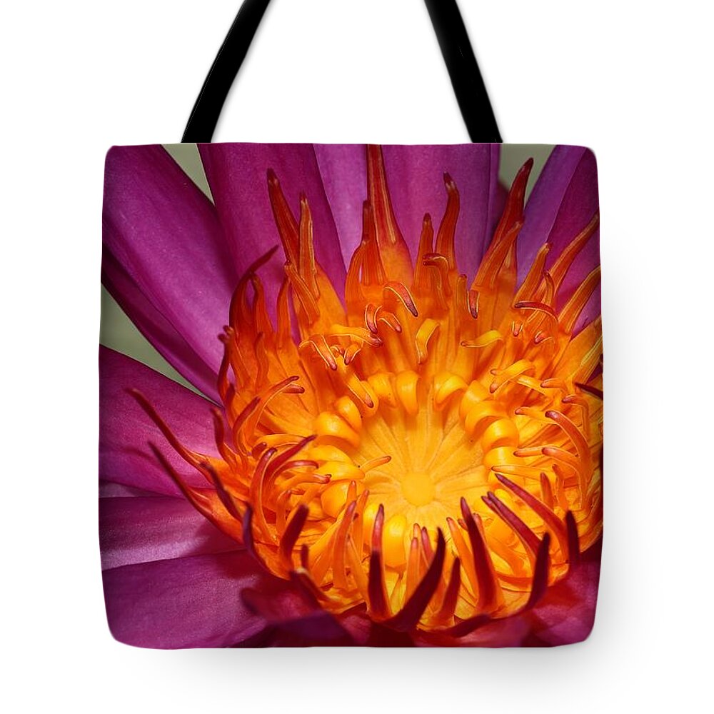 Water Lily Tote Bag featuring the photograph Water Lily on Fire by Mingming Jiang
