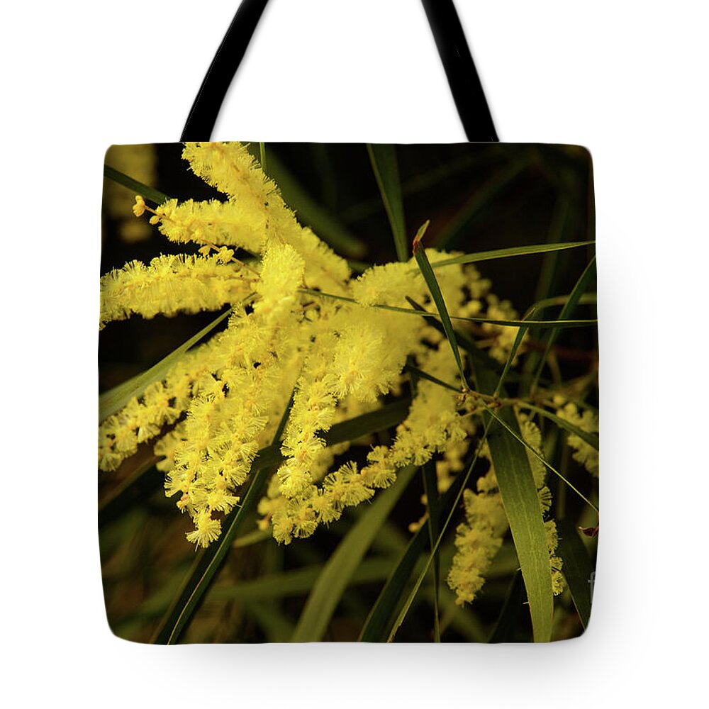 Flora;plant;flower;acacia;wattle;yellow;wildflower Tote Bag featuring the photograph Wattle C02 by Werner Padarin