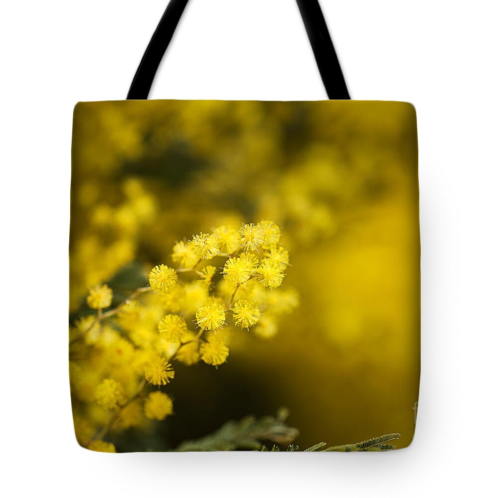 Australian Flower Tote Bag featuring the photograph Wattle Tree Flowers by Joy Watson