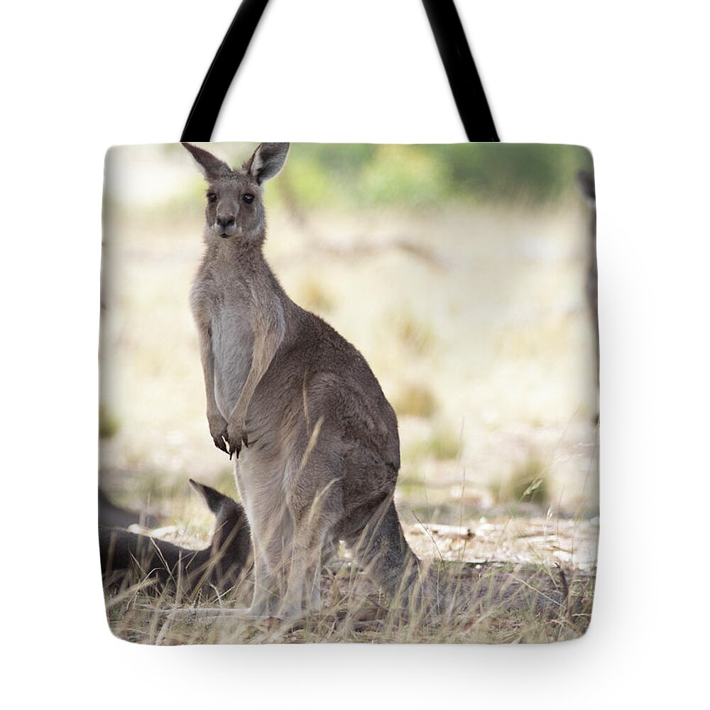Landscape Tote Bag featuring the photograph We Are The One by Masami IIDA