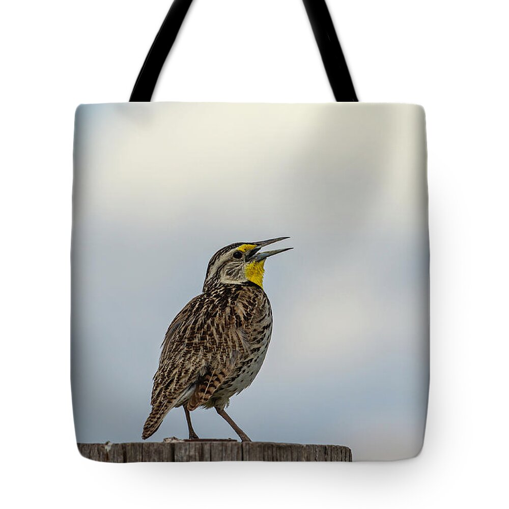 Western Meadowlark Tote Bag featuring the photograph Western Meadowlark 2014 by Thomas Young