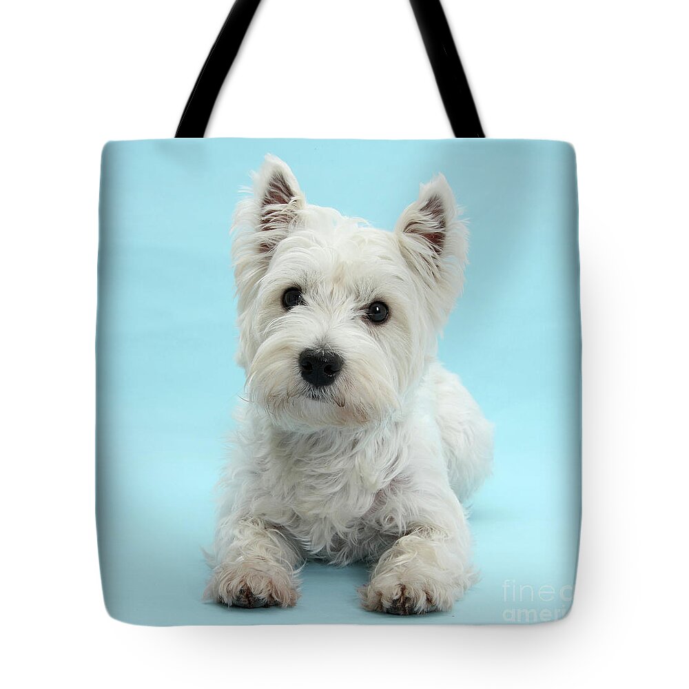 West Highland White Terrier Tote Bag featuring the photograph Westie on Blue by Warren Photographic