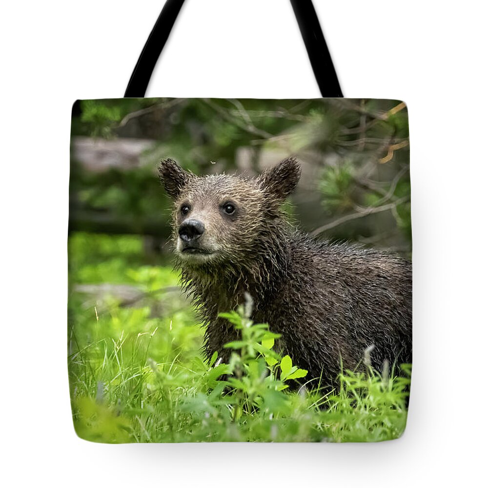Grizzly Bear Cub Tote Bag featuring the photograph Wet Grizzly Cub by Belinda Greb