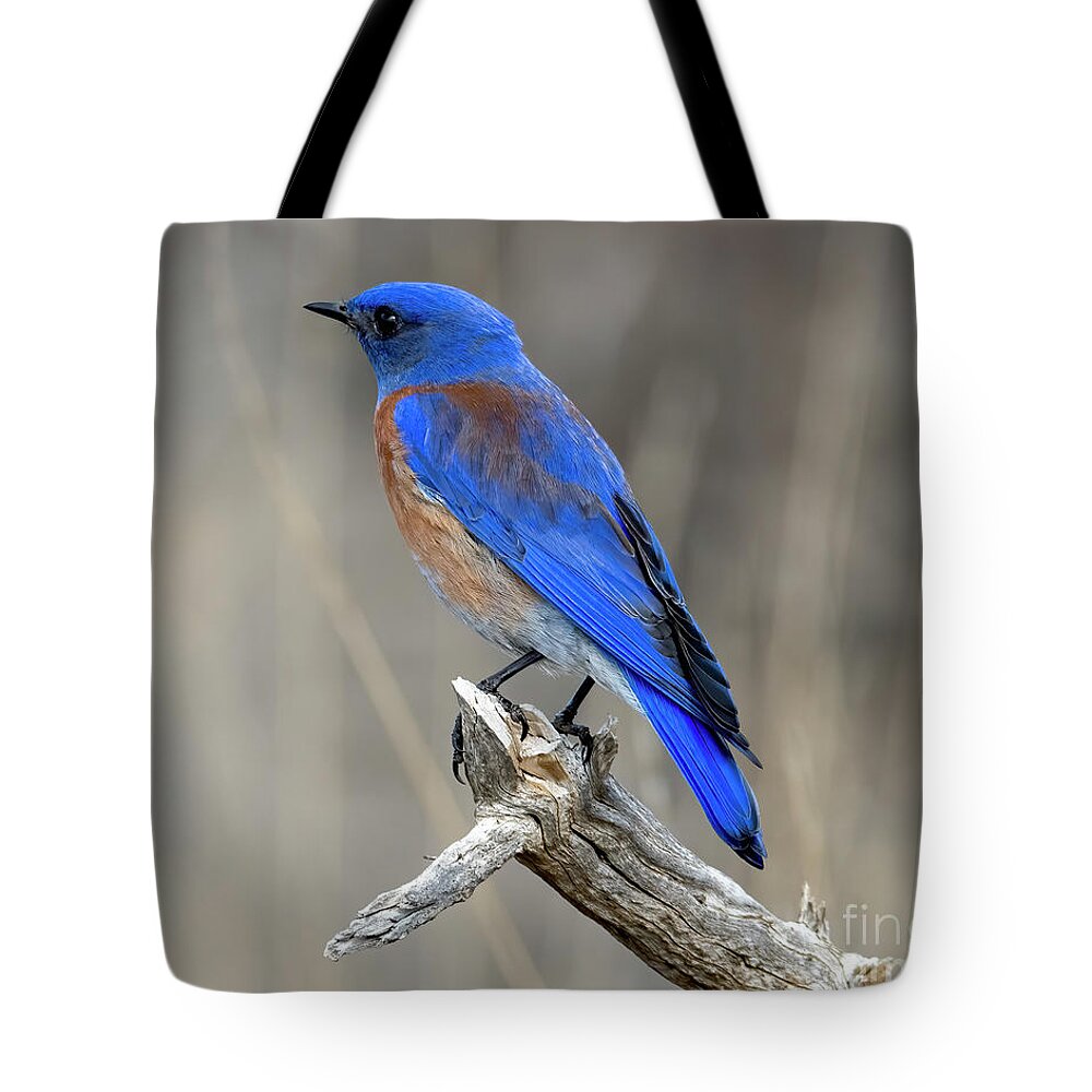 Western Bluebird Tote Bag featuring the photograph Western Blue Profile by Michael Dawson