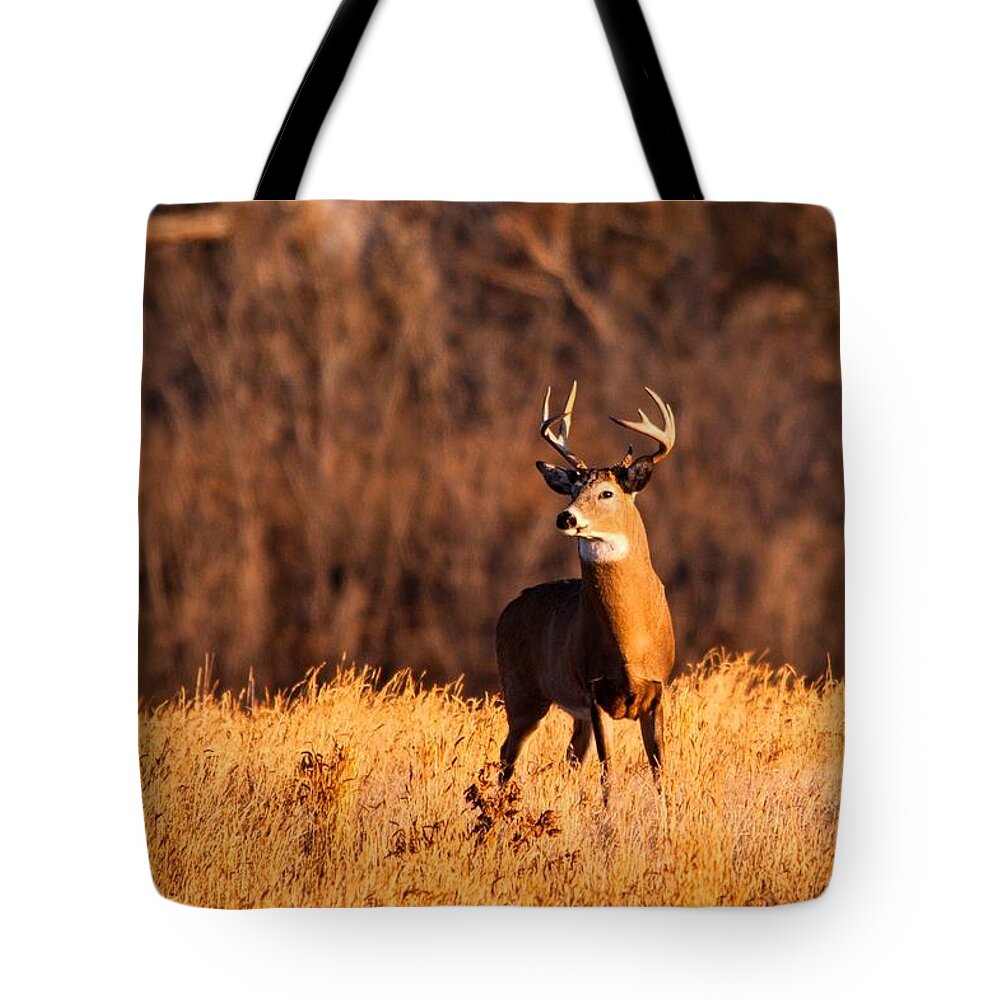 Colorado Tote Bag featuring the photograph What the buck by Edgar Estrada