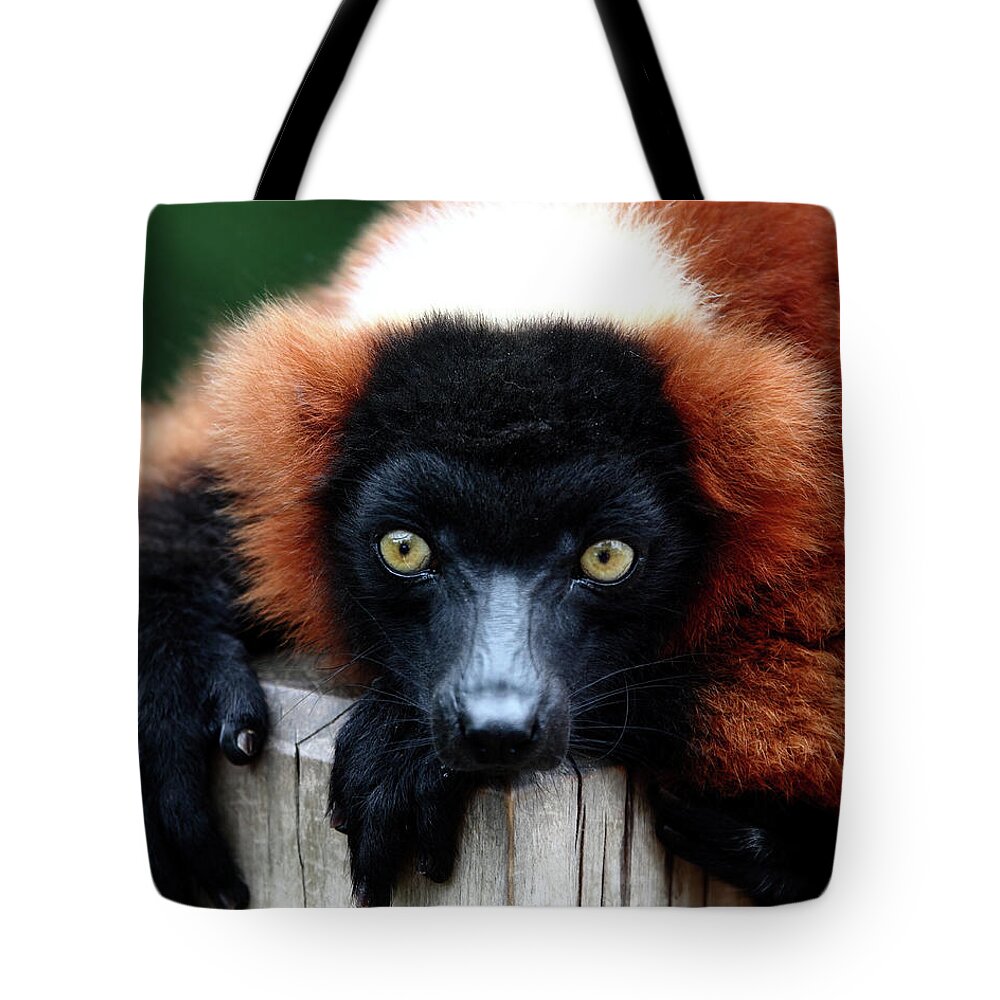 Red Ruffed Lemur Tote Bag featuring the photograph Whatchya Lookin At by Lens Art Photography By Larry Trager