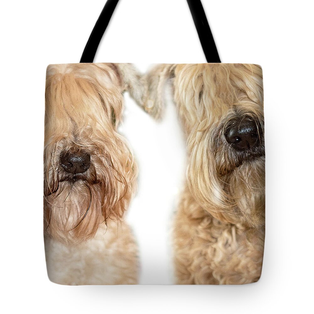 Wheaten Tote Bag featuring the photograph Wheaten Face Mask 9 by Rebecca Cozart