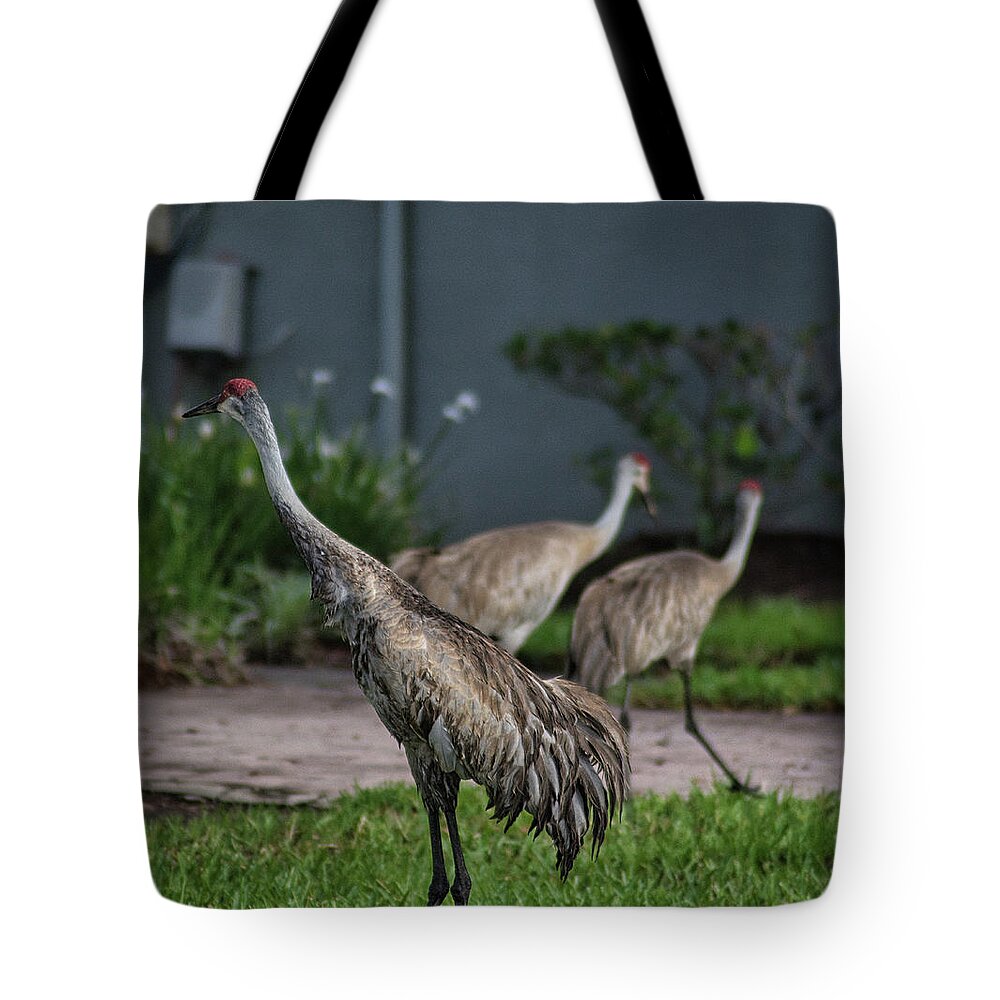 Bird Tote Bag featuring the photograph When Cranes Visit by Portia Olaughlin