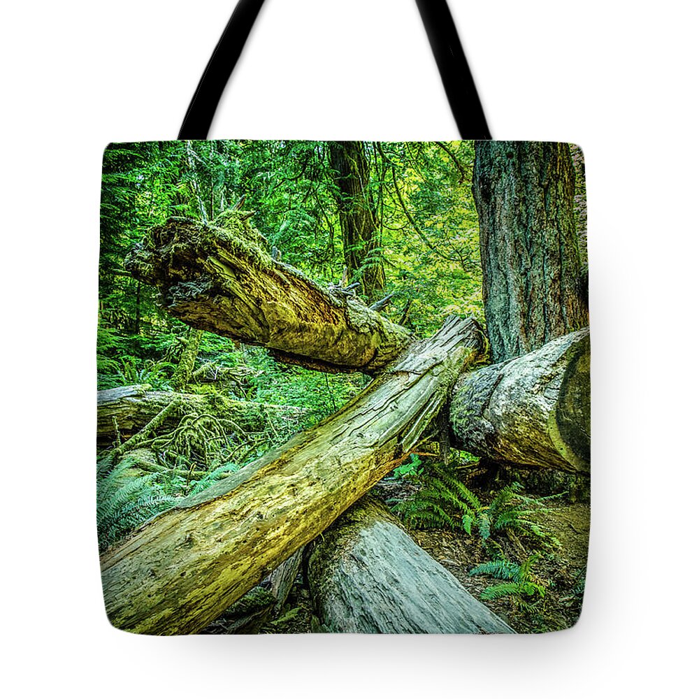 Old Growth Forest Tote Bag featuring the photograph When the Wind Blows Cathedral Grove by Roxy Hurtubise