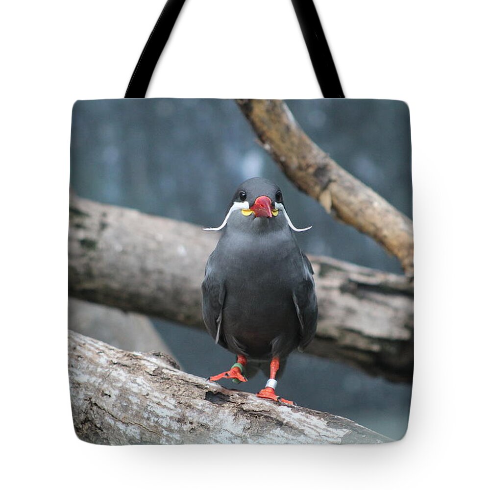 Birds Tote Bag featuring the photograph Whiskers by Jean Wolfrum