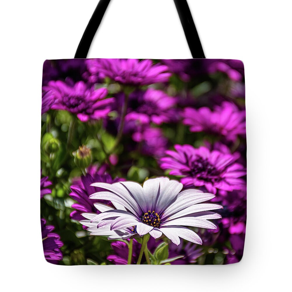 Dimorphotheca Tote Bag featuring the photograph White African Daisy - Dimorphotheca Ecklonis IV by Luis GA - Lugamor
