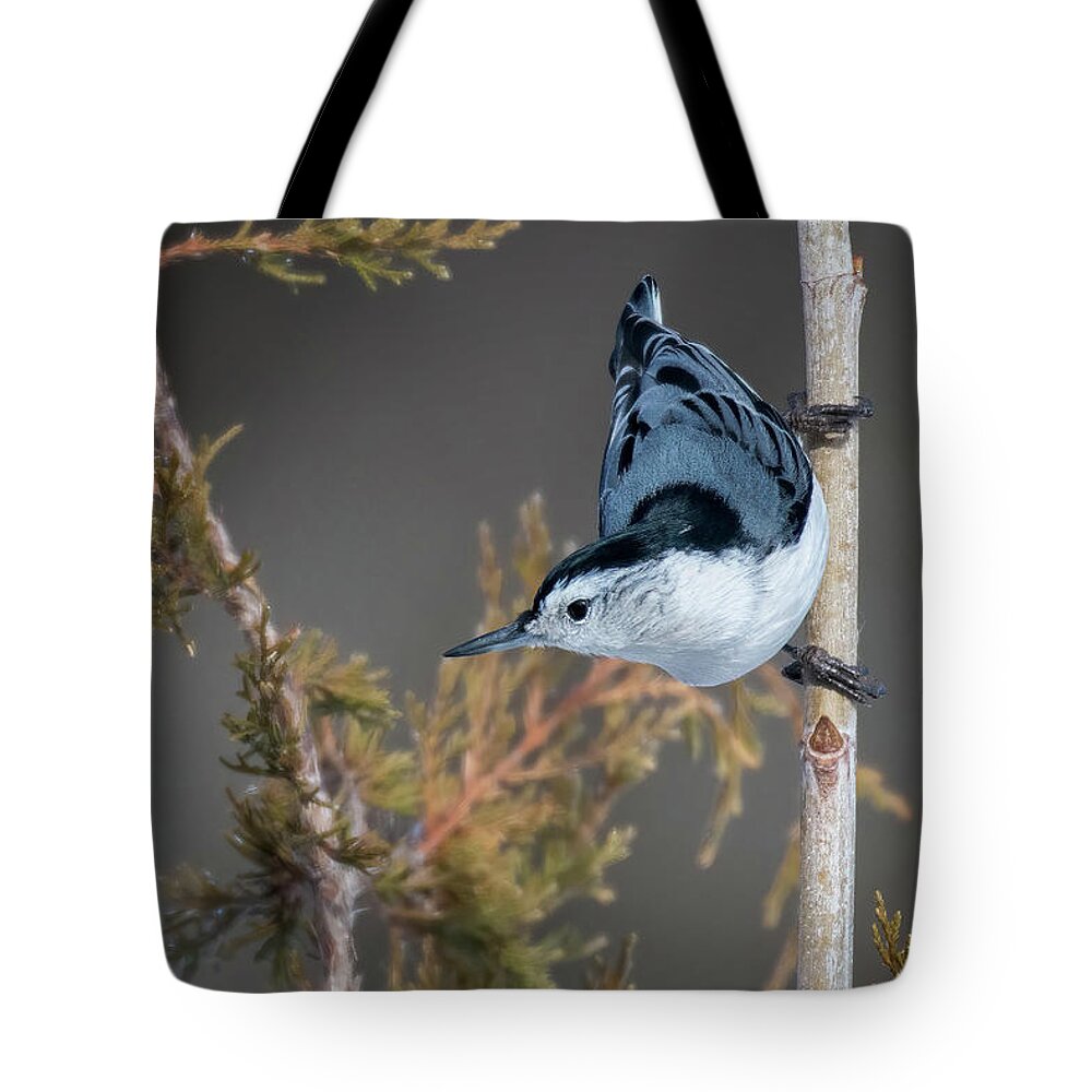 Back Yard Birds Tote Bag featuring the photograph White Breasted Nuthatch by Linda Shannon Morgan