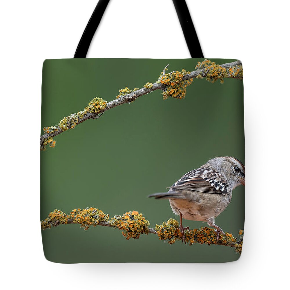 White-crowned Sparrow Tote Bag featuring the photograph White-crowned uparrow by Puttaswamy Ravishankar