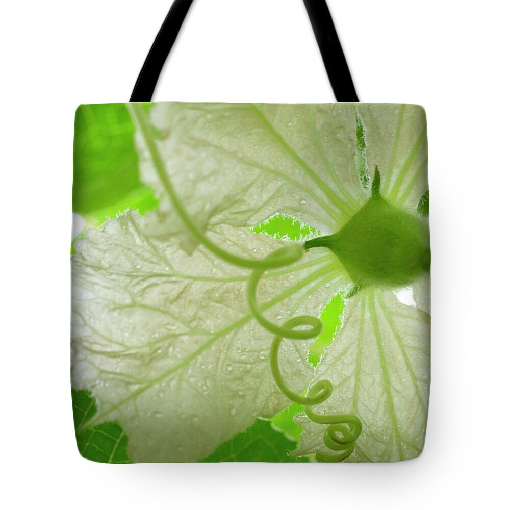 Gourd Flower Tote Bag featuring the photograph White Gourd Flower From Below by Iris Richardson