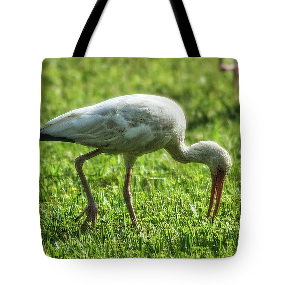 Bird Tote Bag featuring the photograph White Ibis Feeding Time by Portia Olaughlin