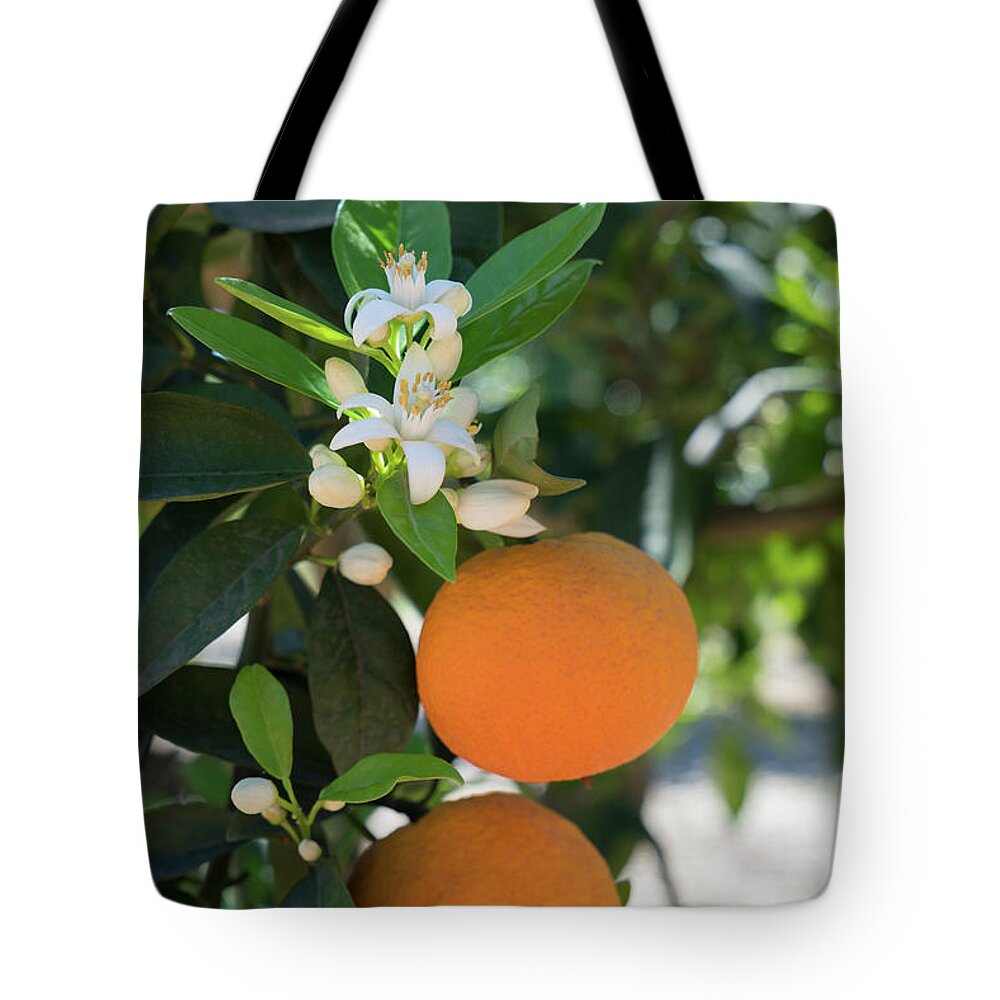 Orange Blossom Tote Bag featuring the photograph White orange blossom, fruits and floral beauty in the mediterranean sunlight by Adriana Mueller