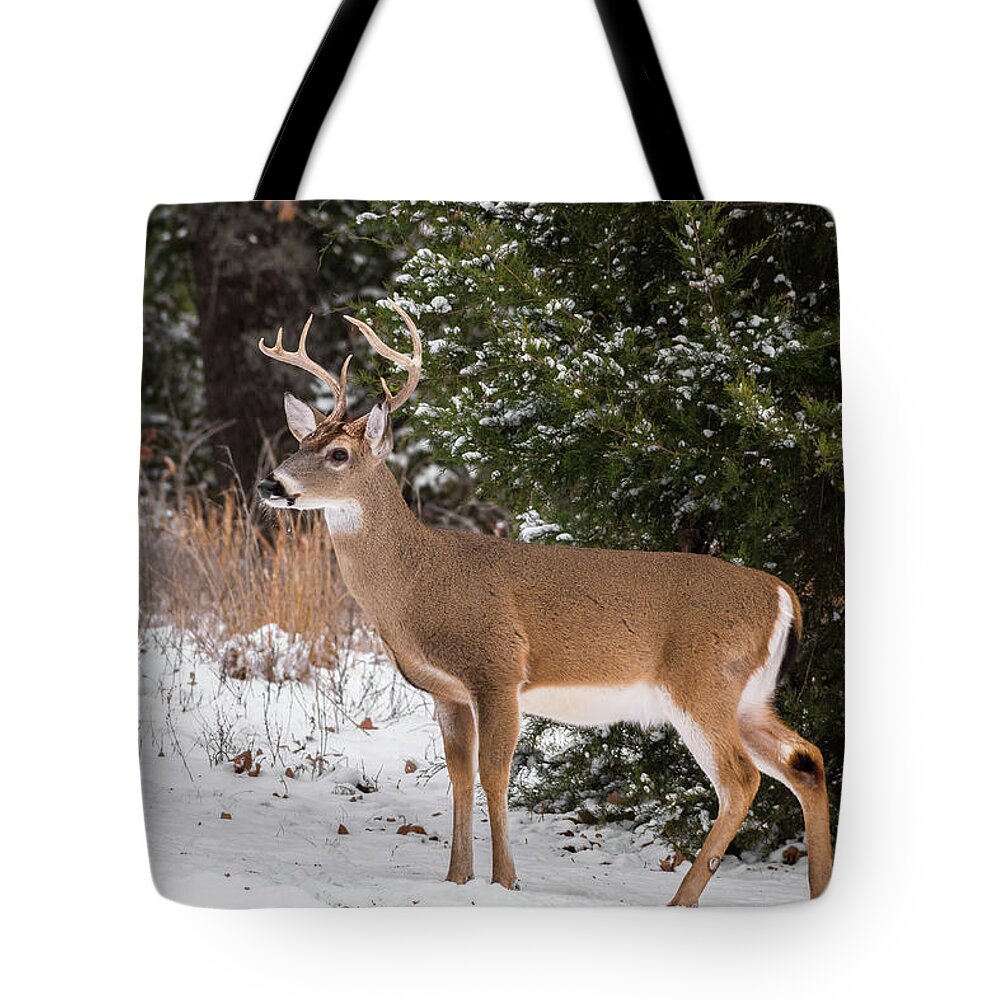 White-tailed Deer Tote Bag featuring the photograph White-tailed Deer - 8904 by Jerry Owens