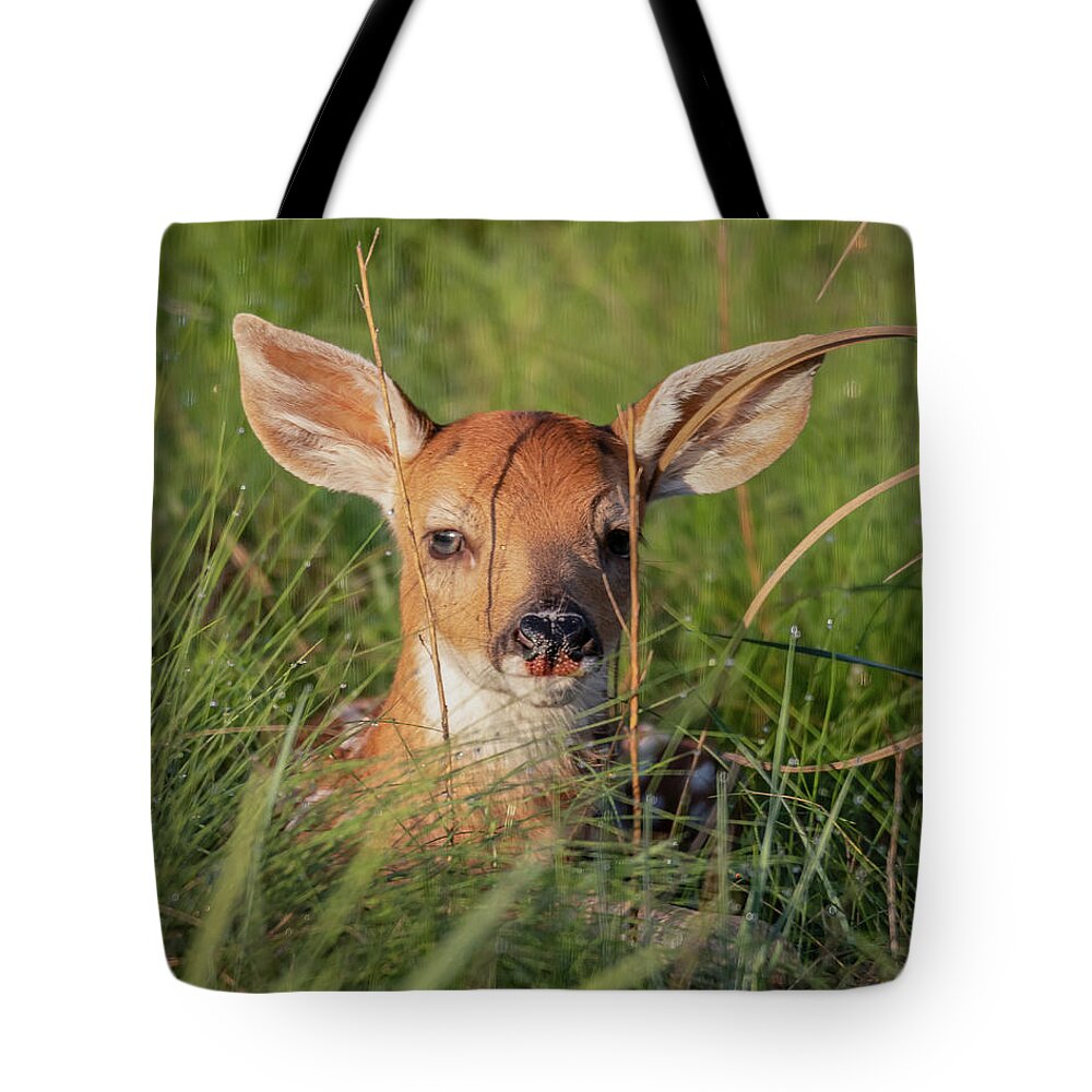 White-tailed Deer Tote Bag featuring the photograph White-tailed Fawn in Hiding by Constance Puttkemery