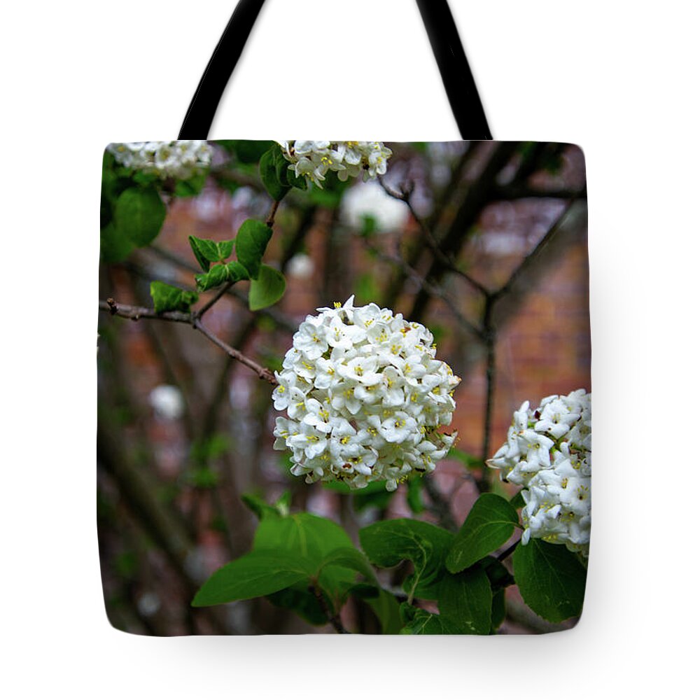 Flower Tote Bag featuring the photograph White Viburnum by Matt Sexton