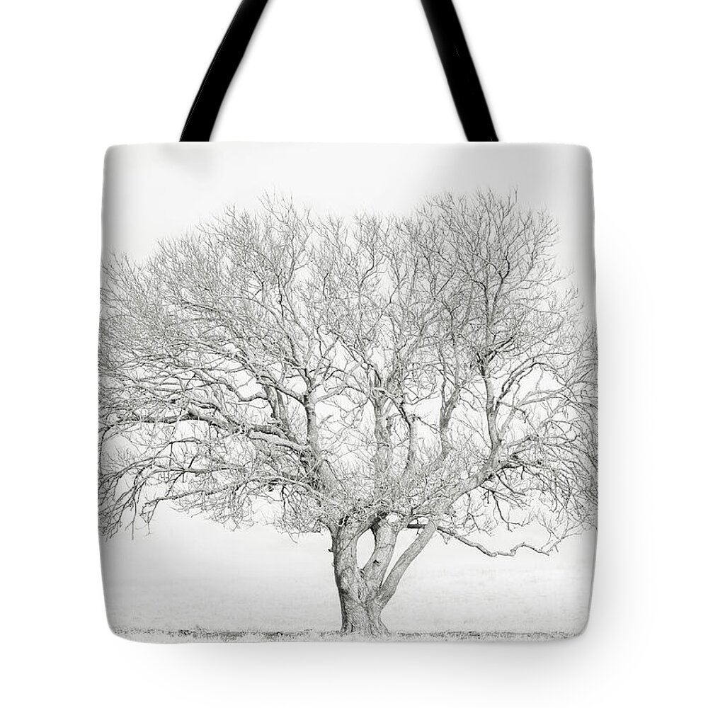 Tree Tote Bag featuring the photograph White Wash by Chuck Rasco Photography