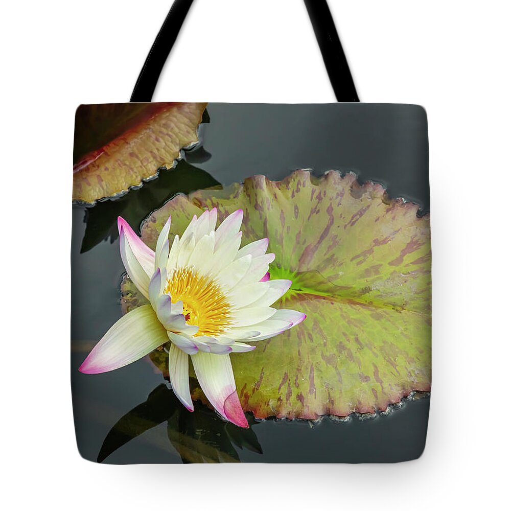 Lily Tote Bag featuring the photograph White Water Lily by Cate Franklyn