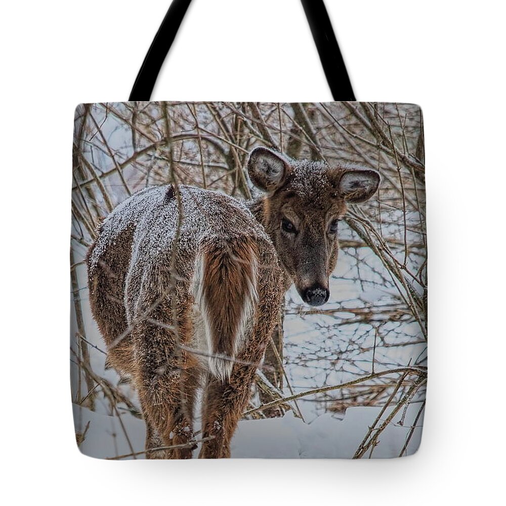 Wildlife Tote Bag featuring the photograph Whitetail Doe's Backward Glance In Snow by Dale Kauzlaric