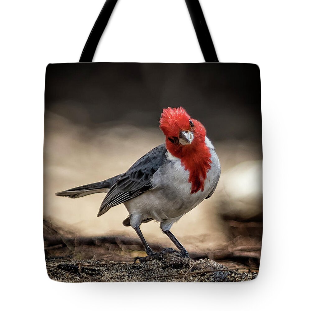 Red Crested Cardinal Tote Bag featuring the photograph Who is Checking Out Who by Belinda Greb