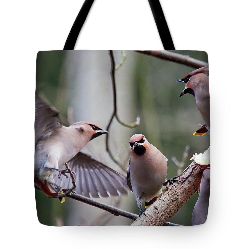 Bombycilla Garrulus Tote Bag featuring the photograph Why are they talking so loud by Jouko Lehto