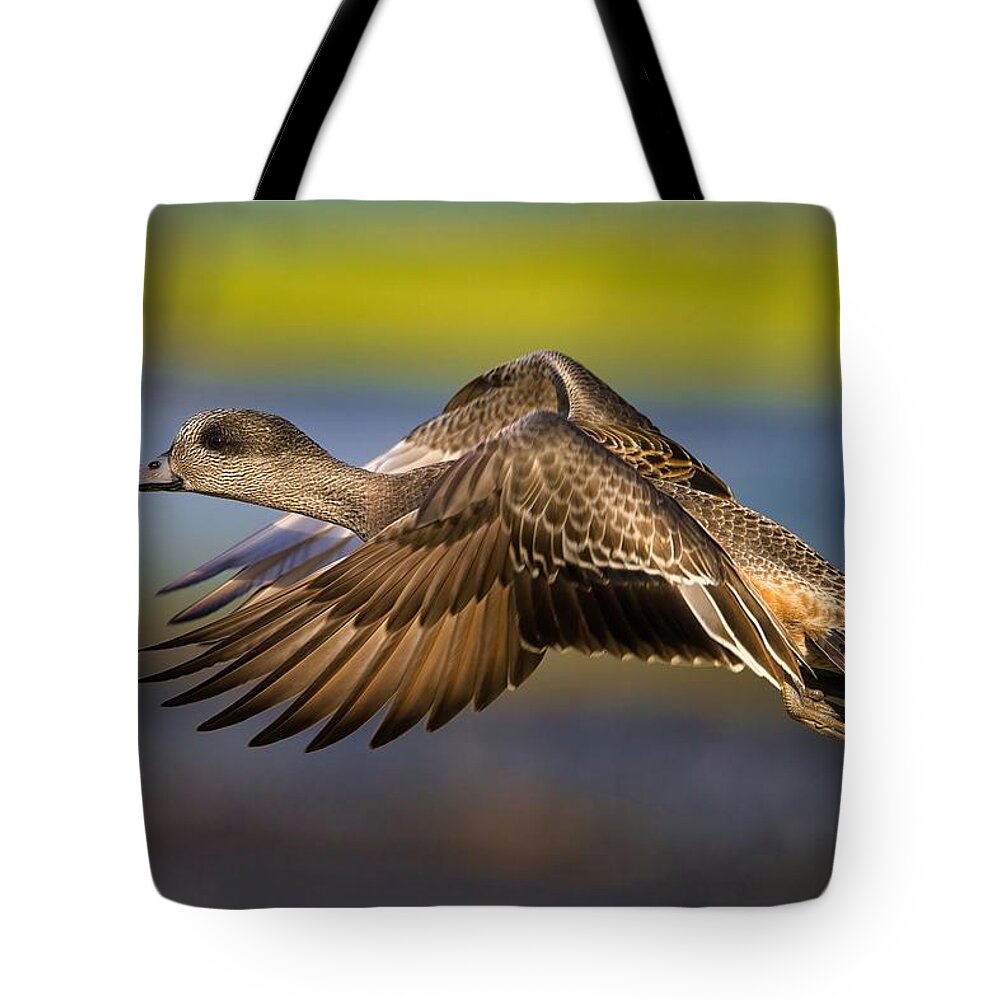 Wigeon In Flight Tote Bag featuring the photograph Wigeon in Flight by Lynn Hopwood