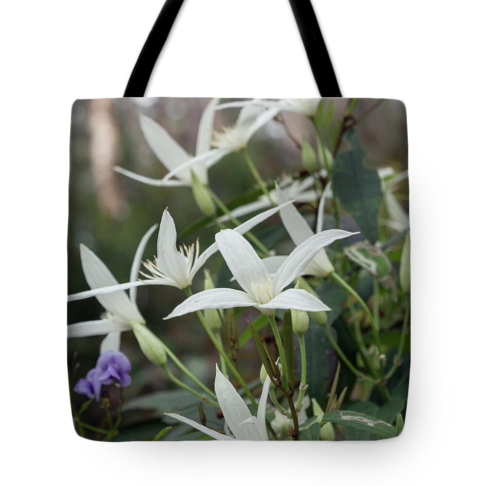 Clematis Tote Bag featuring the photograph Wild Clematis Aristrata by Elaine Teague