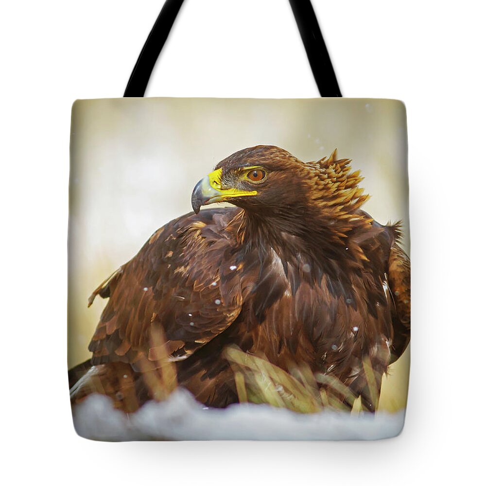 Eagle Tote Bag featuring the photograph Wild Golden Eagle Portriat by Mark Miller