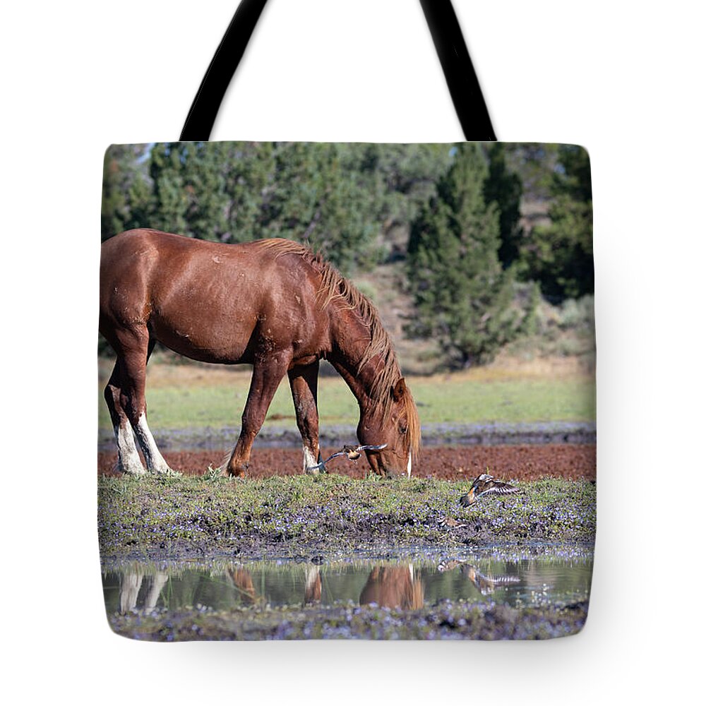 Wild Horses Tote Bag featuring the photograph Wild Horse and the Killdeer by Mary Hone
