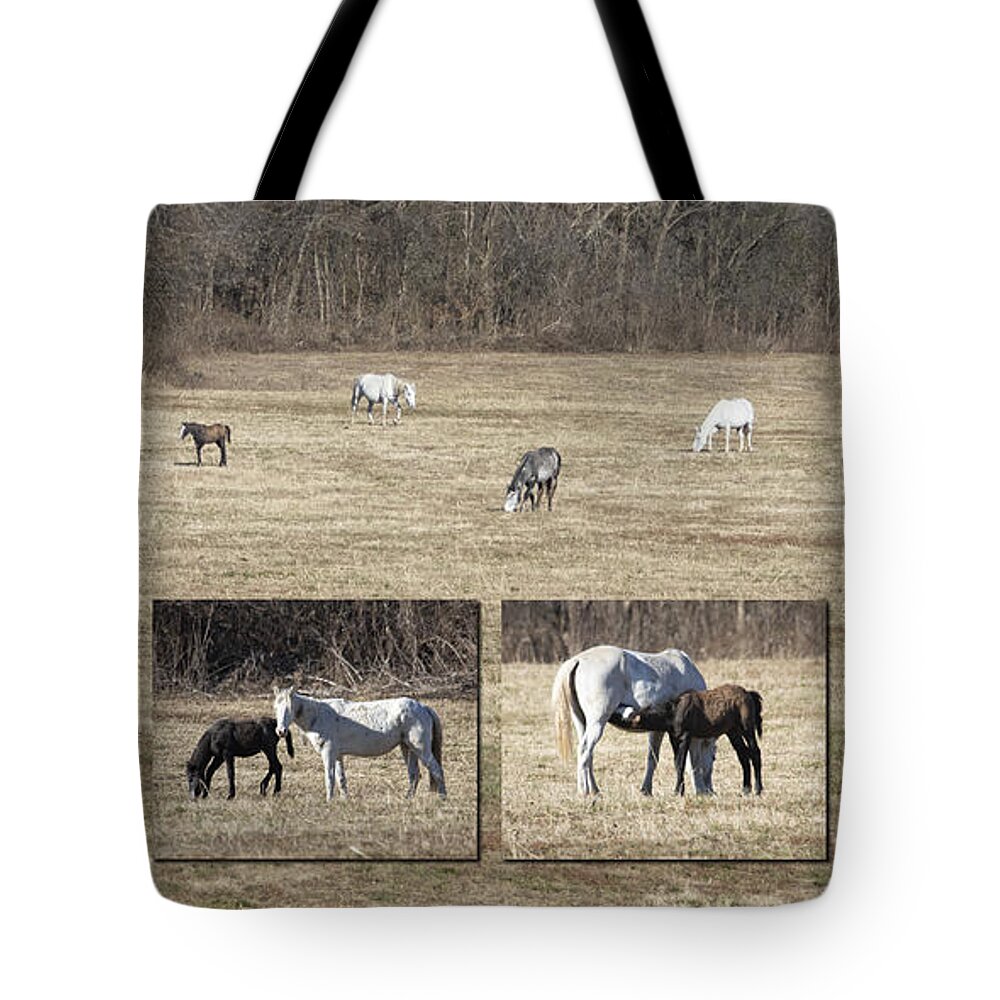 Wild Horses Tote Bag featuring the photograph Wild Horses of Missouri - Broadfoot Herd by Harold Rau