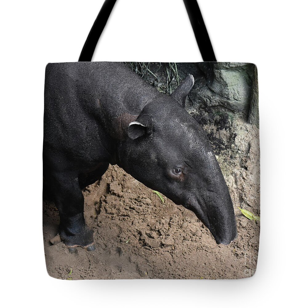 Tapir Tote Bag featuring the photograph Wild tapirs animal walking around in nature by DejaVu Designs